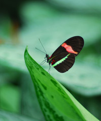 Fototapeta premium king of the hill