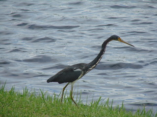 alert heron