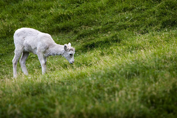 baby mountain goat