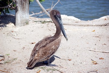 pelican rescue center resident