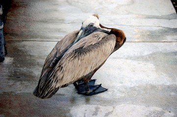 sleeping pelican