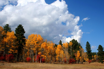 autumn skies