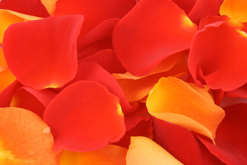 red and orange rose petals