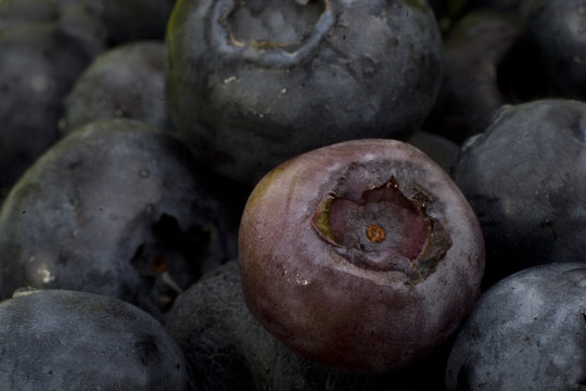 blueberries macro