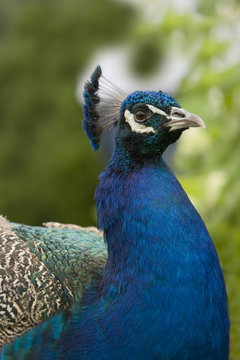close up shot of a peacock head