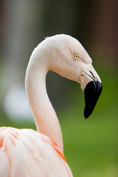 pink flamingo head