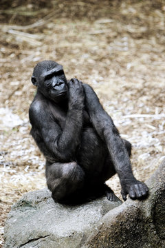 gorilla scratching his back and looking over