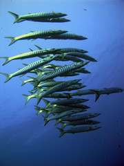 baracudas