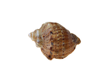 shell #5