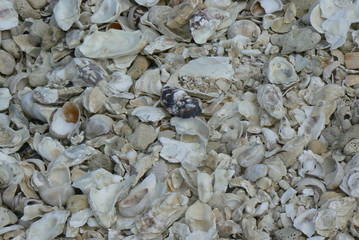 plage de coquillages