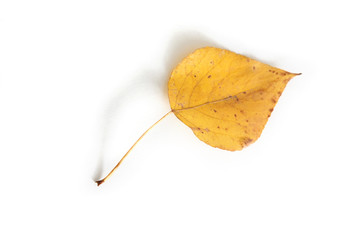 Naklejka premium autumn leaf