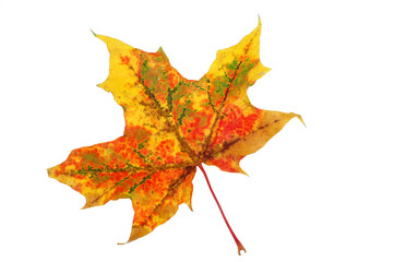 leaf #6