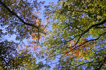 fall trees