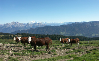 Fototapeta na wymiar Stado krów w górach