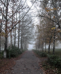 Fototapeta na wymiar rano. jesień. mgła.