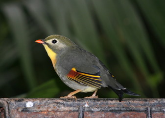 colourful little bird
