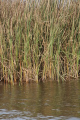 grass, water, autumn