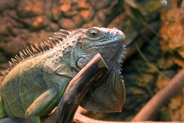 iguana