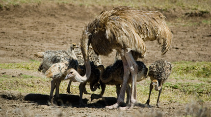baby ostriches