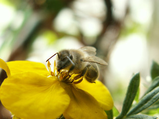 bee