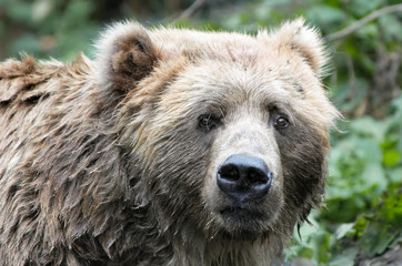 brown bear