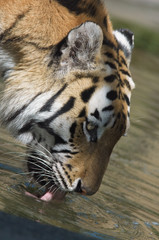 beautiful tiger drinking