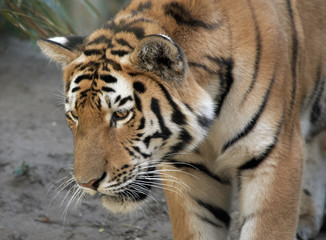 beautiful tiger