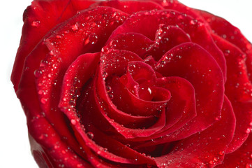 red rose macro