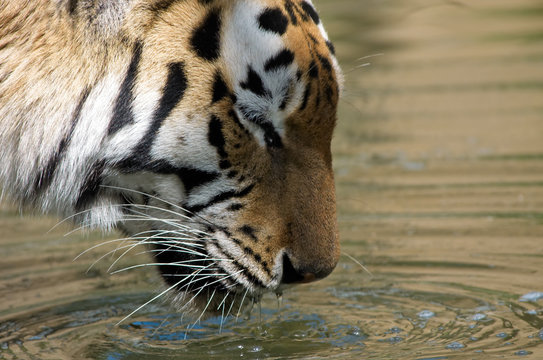 beautiful tiger drinking
