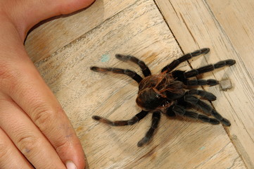 bird spider skin