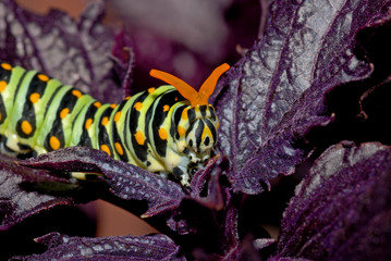 caterpillar