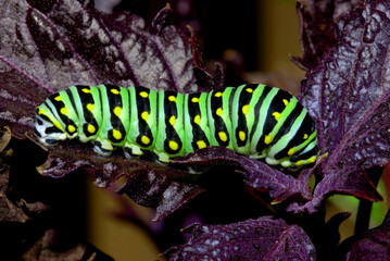 caterpillar