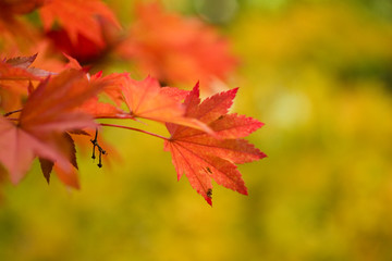 fall color--red maple leaf