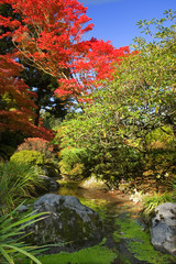 japanese garden in fall-seattle, wa