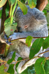 koala