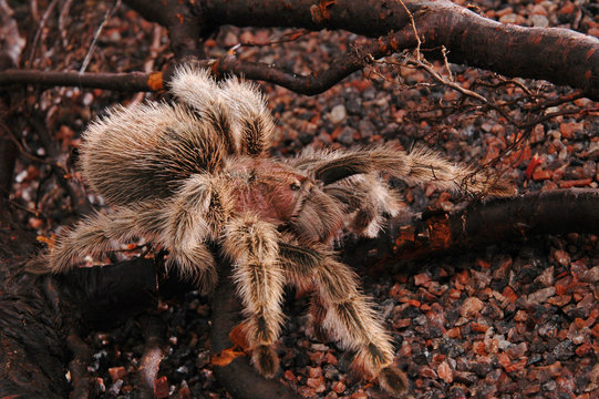 tarantula