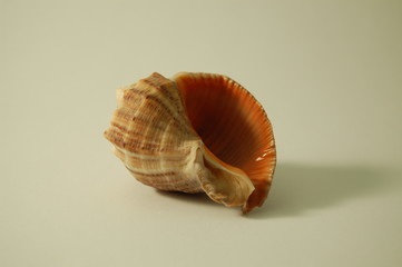 shell