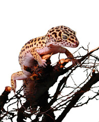 gecko leopard