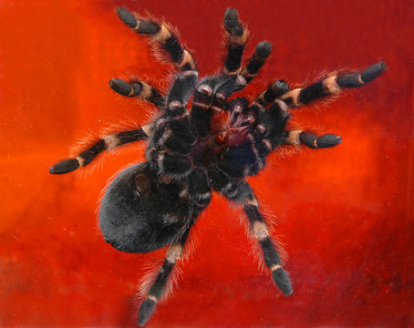 spider reduce