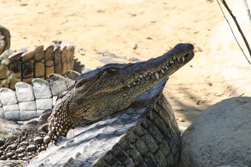 crocodile du nil