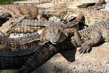 crocodiles du nil