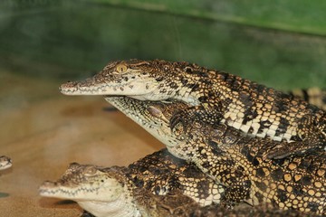 petits crocodiles du nil