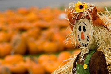 Obraz premium autumn decoration
