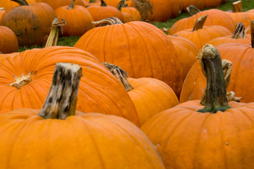 autumn decoration - pumpkin patch