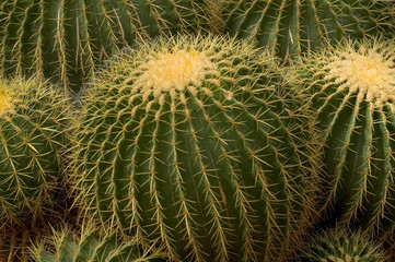 grouped barrel cactus