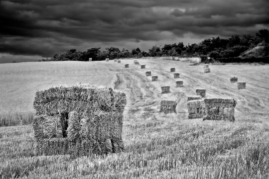 hay bales in black and white