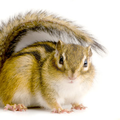 ecureuil - chipmunk ou écureuils d'eurasie
