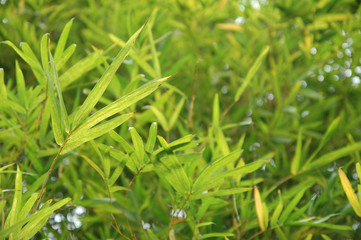 Fototapeta na wymiar bamboo leaves