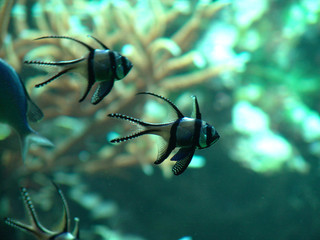 kardinalfische