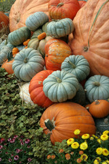 pumpkins